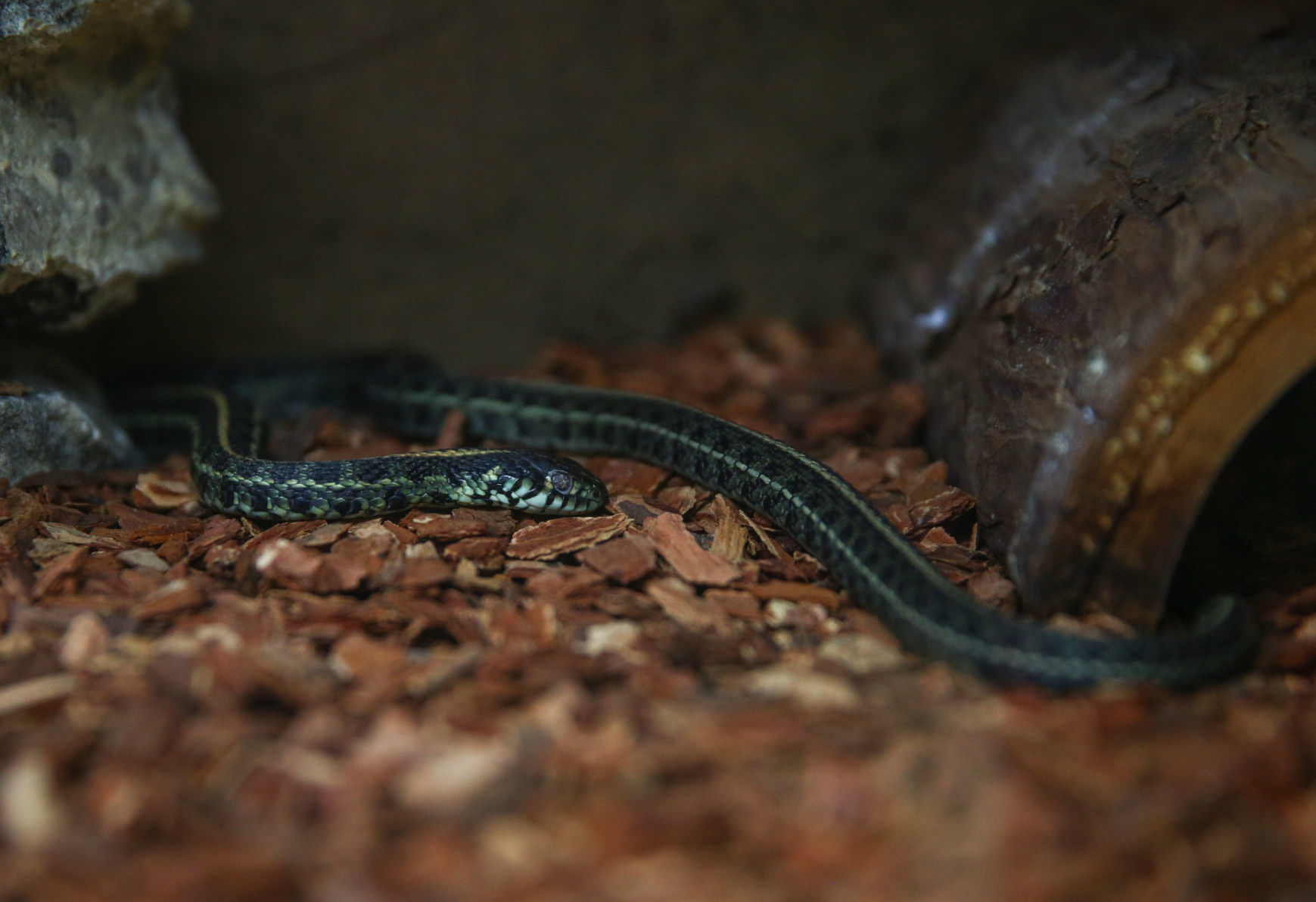 Snake at Lime Creek